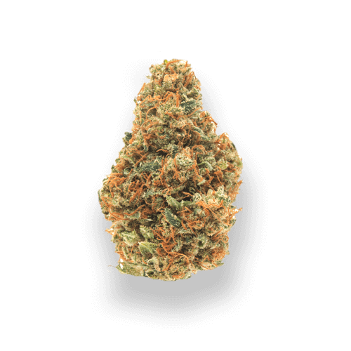 buy weed online edmonton sativa quadzilla cannabis delivery2 - What happened to Black Rabbit? - UberweedShop Comparison
