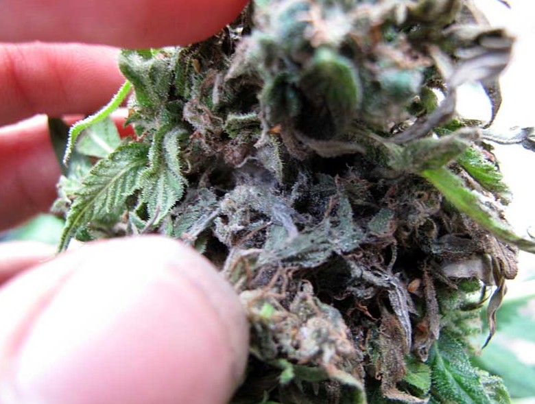 greater sudbury weed 02 - About Moldy Weed